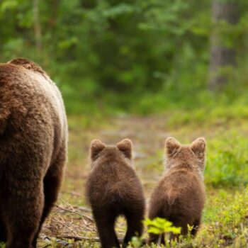 Un ours capturé après avoir blessé un homme dans un supermarché japonais