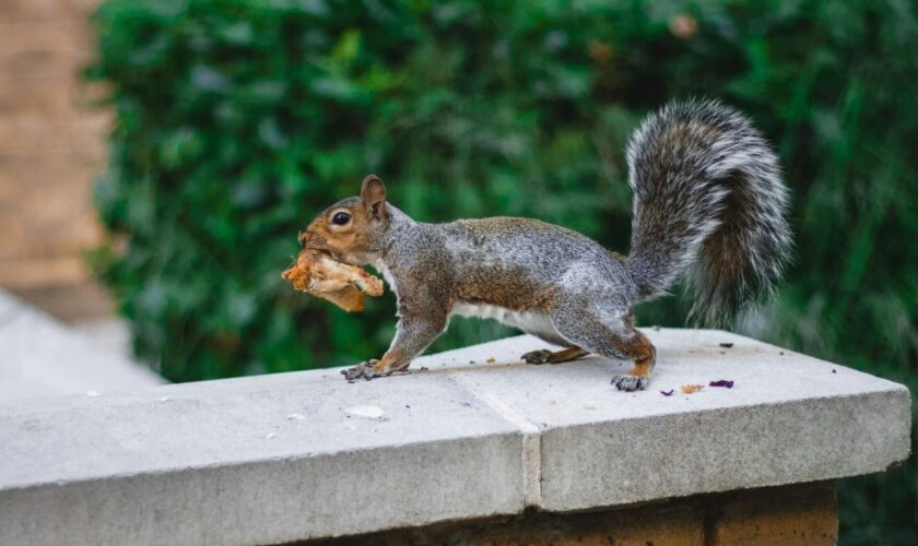 Des scientifiques ont surpris des écureuils en train de manger d'autres rongeurs