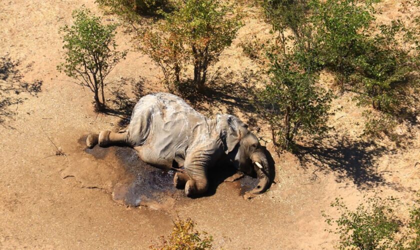 Hécatombe d'éléphants au Botswana: un empoisonnement lié au dérèglement climatique