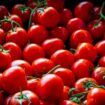 Les tomates de sauces dites italiennes proviendraient en réalité du travail forcé des Ouïghours en Chine