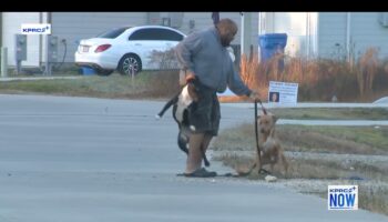 Texas neighborhood terrified by stray dogs roaming the streets, attacking residents