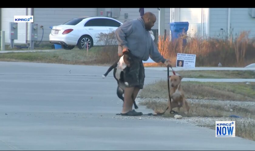 Texas neighborhood terrified by stray dogs roaming the streets, attacking residents