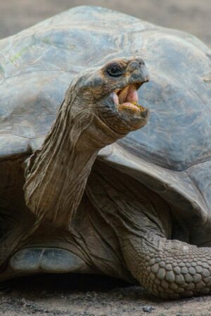 Une tortue sans carapace est-elle simplement nue ou meurt-elle instantanément?