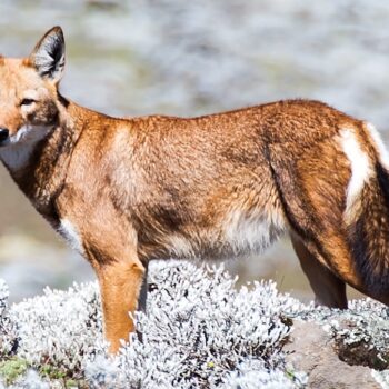 Des scientifiques découvrent des loups qui butinent comme des abeilles