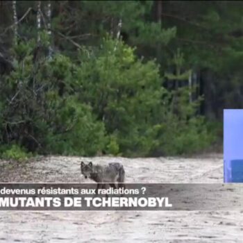 Comment les loups mutants de Tchernobyl sont-ils devenus résistants aux radiations ?