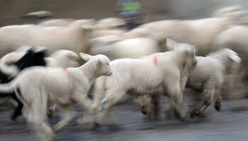 Tierhaltung: Weniger Schafe, aber mehr Lämmer in Thüringen