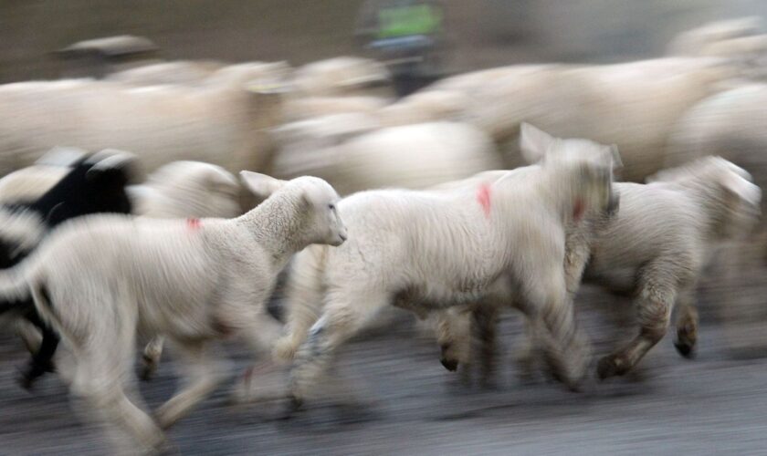 Tierhaltung: Weniger Schafe, aber mehr Lämmer in Thüringen