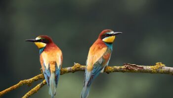 Les oiseaux aussi connaissent l'infidélité et le divorce