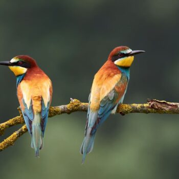 Les oiseaux aussi connaissent l'infidélité et le divorce