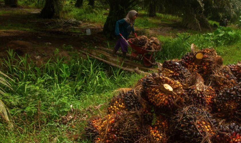 L’Indonésie relance l’expansion de l’huile de palme, malgré les critiques environnementales