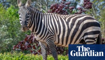 Zebra killed after being impaled by rhino at Colchester zoo