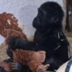 Adorable baby gorilla rescued from cage on a plane from Nigeria to Thailand