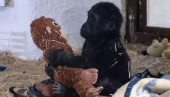 Adorable baby gorilla rescued from cage on a plane from Nigeria to Thailand