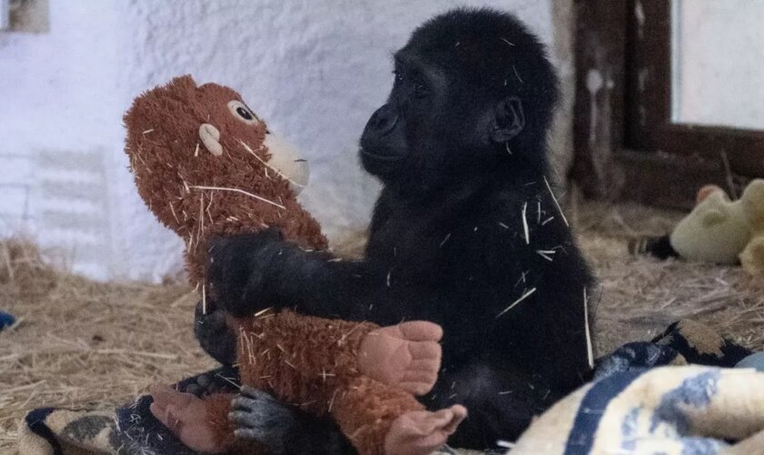 Adorable baby gorilla rescued from cage on a plane from Nigeria to Thailand