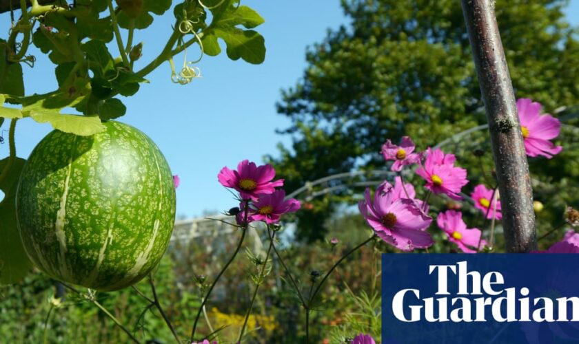 Fig and almond trees thriving in UK thanks to fewer frosts, RHS says