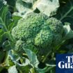 UK faces broccoli and cauliflower shortage this spring