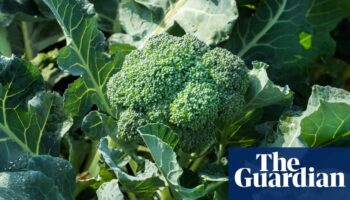 UK faces broccoli and cauliflower shortage this spring