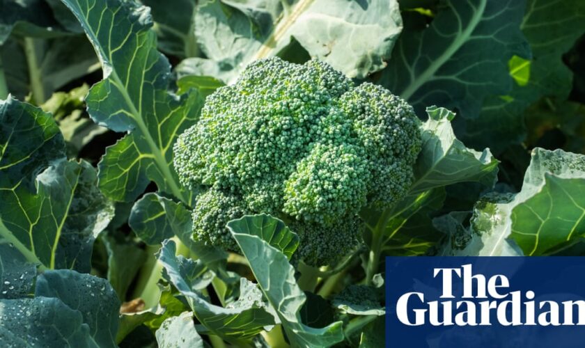 UK faces broccoli and cauliflower shortage this spring