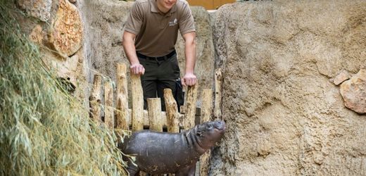 Zoo Berlin: Nikolas Algenstaedt ist der »Bademeister« für das junge Zwergflusspferd Toni