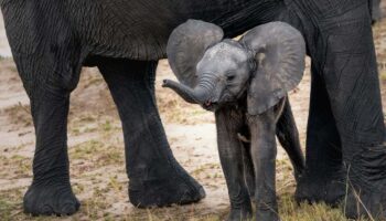 L’humain a forcé l’éléphant à supprimer ses défenses et l’hirondelle à rapetisser ses ailes