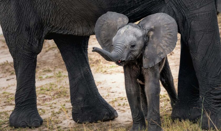 L’humain a forcé l’éléphant à supprimer ses défenses et l’hirondelle à rapetisser ses ailes